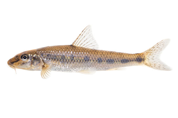 Riviergrondel