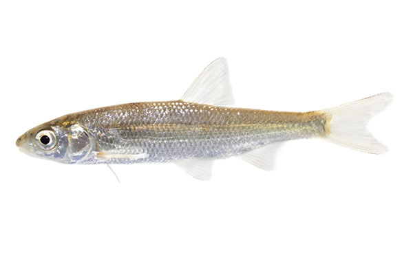 Serpeling