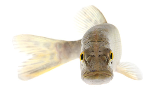 Snoek